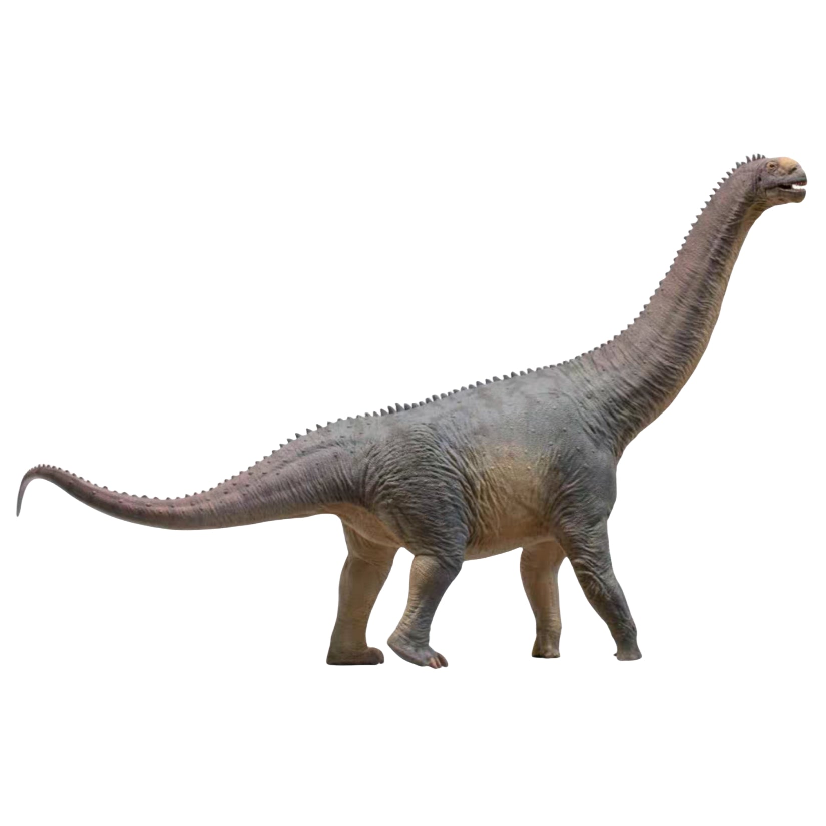 PNSO Camarasaurus Njor Model