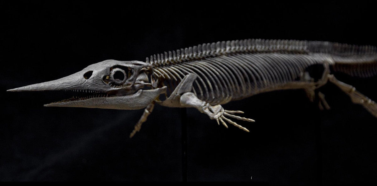 Xinpusaurus Model