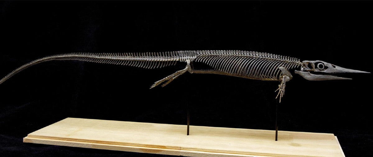 Xinpusaurus Model