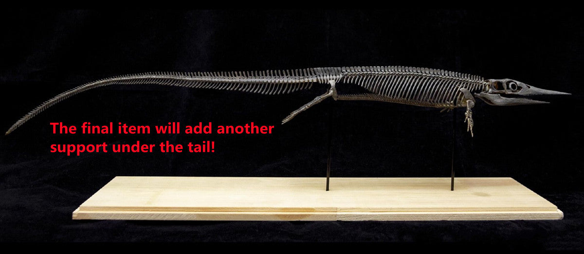Xinpusaurus Model