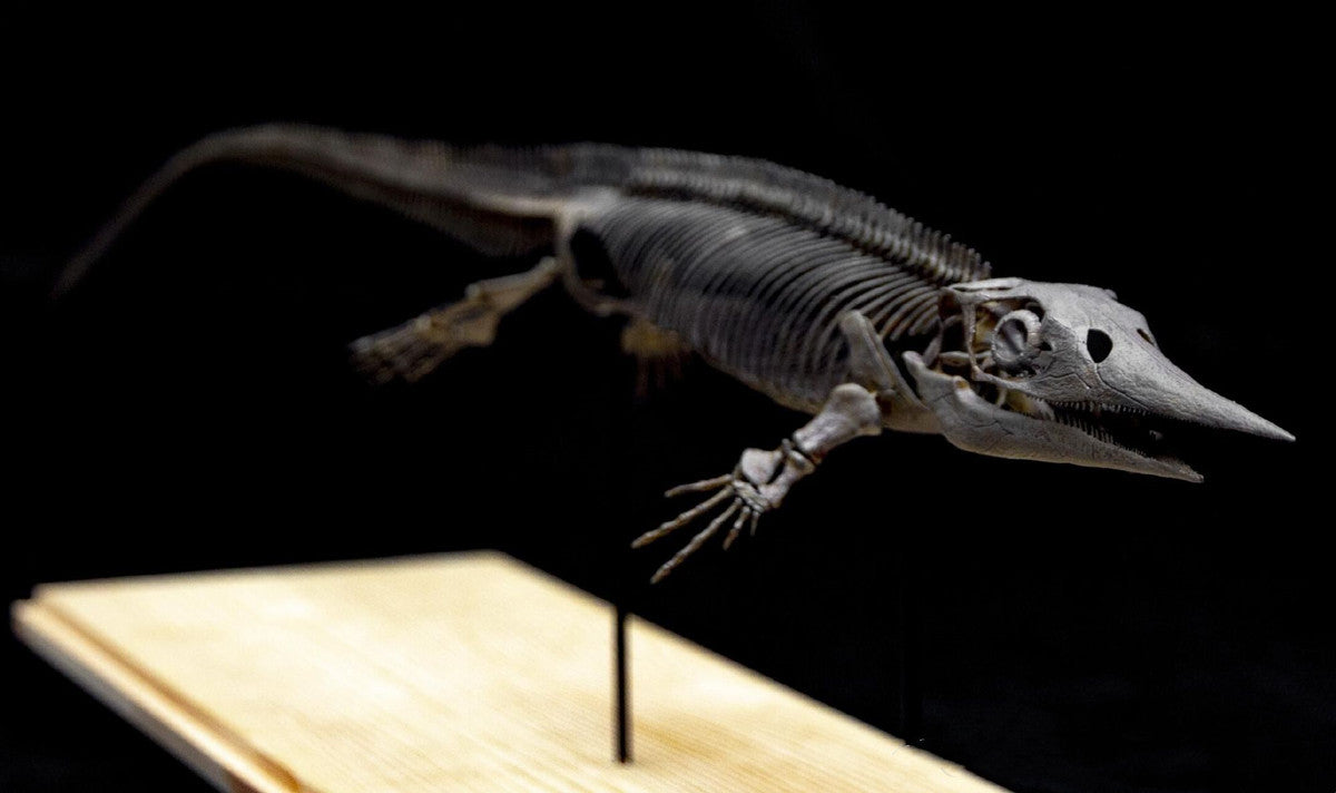 Xinpusaurus Model