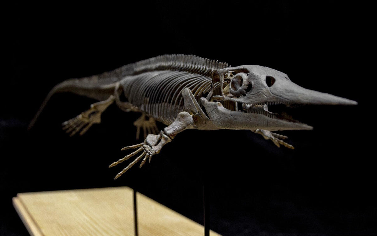 Xinpusaurus Model