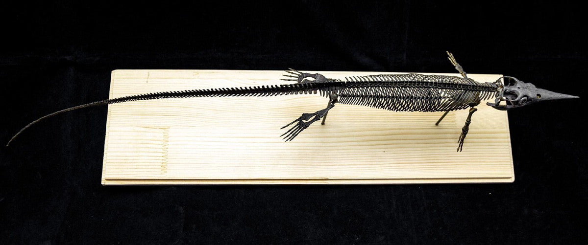 Xinpusaurus Model