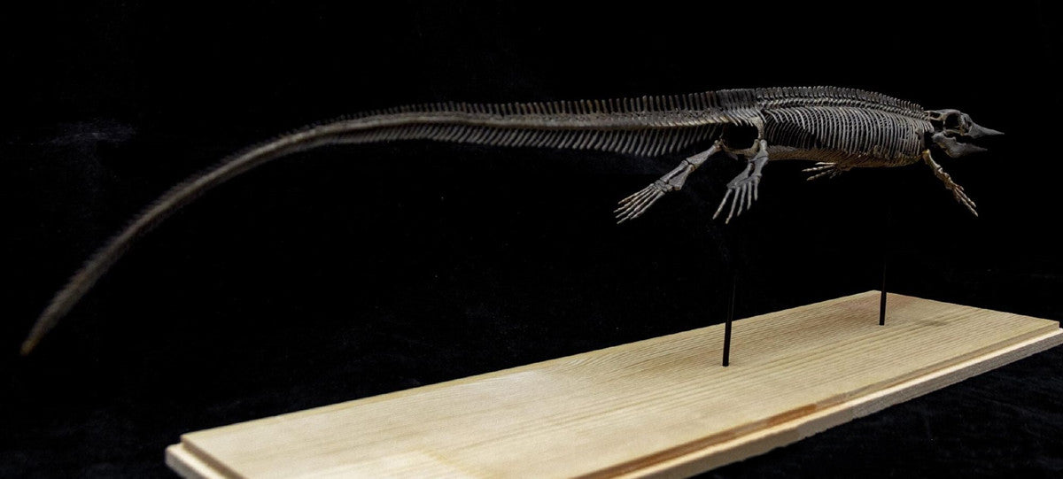 Xinpusaurus Model