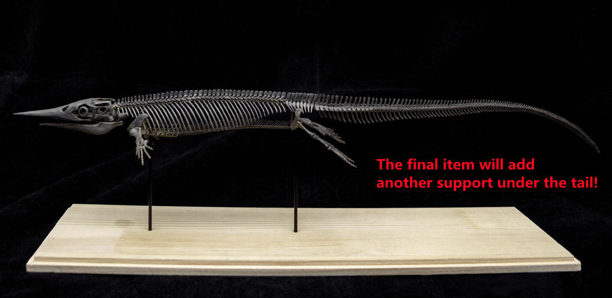 Xinpusaurus Model
