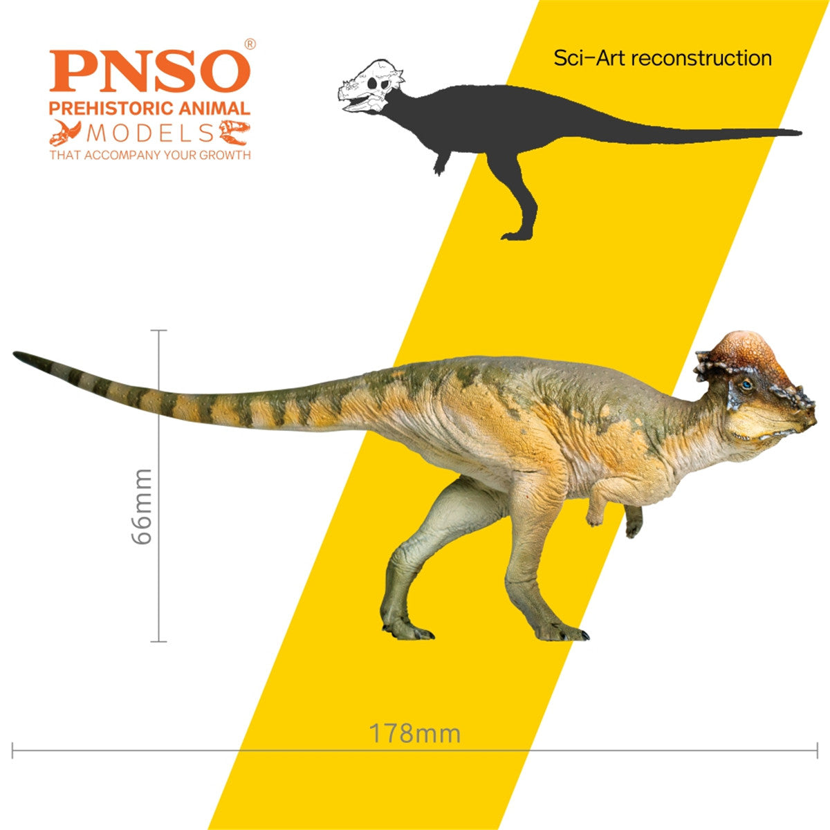 PNSO Pachycephalosaurus Austin Model