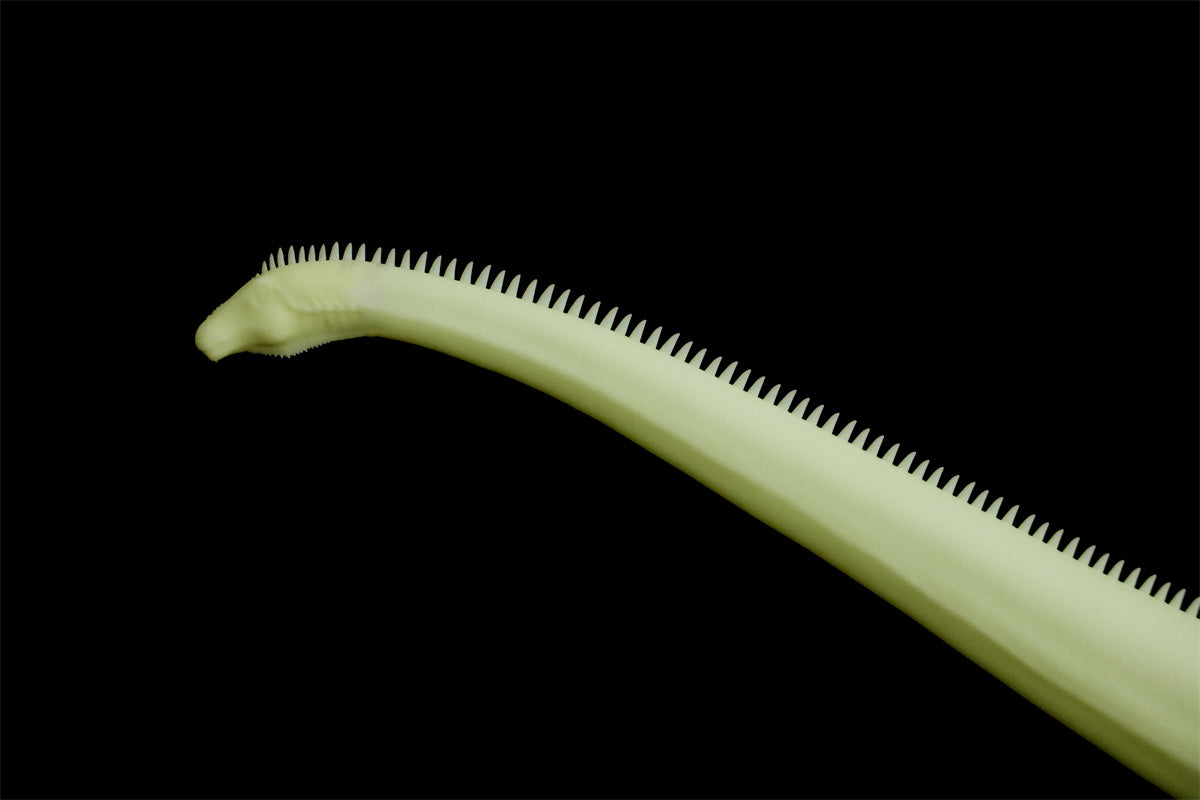 Barosaurus Model Kit