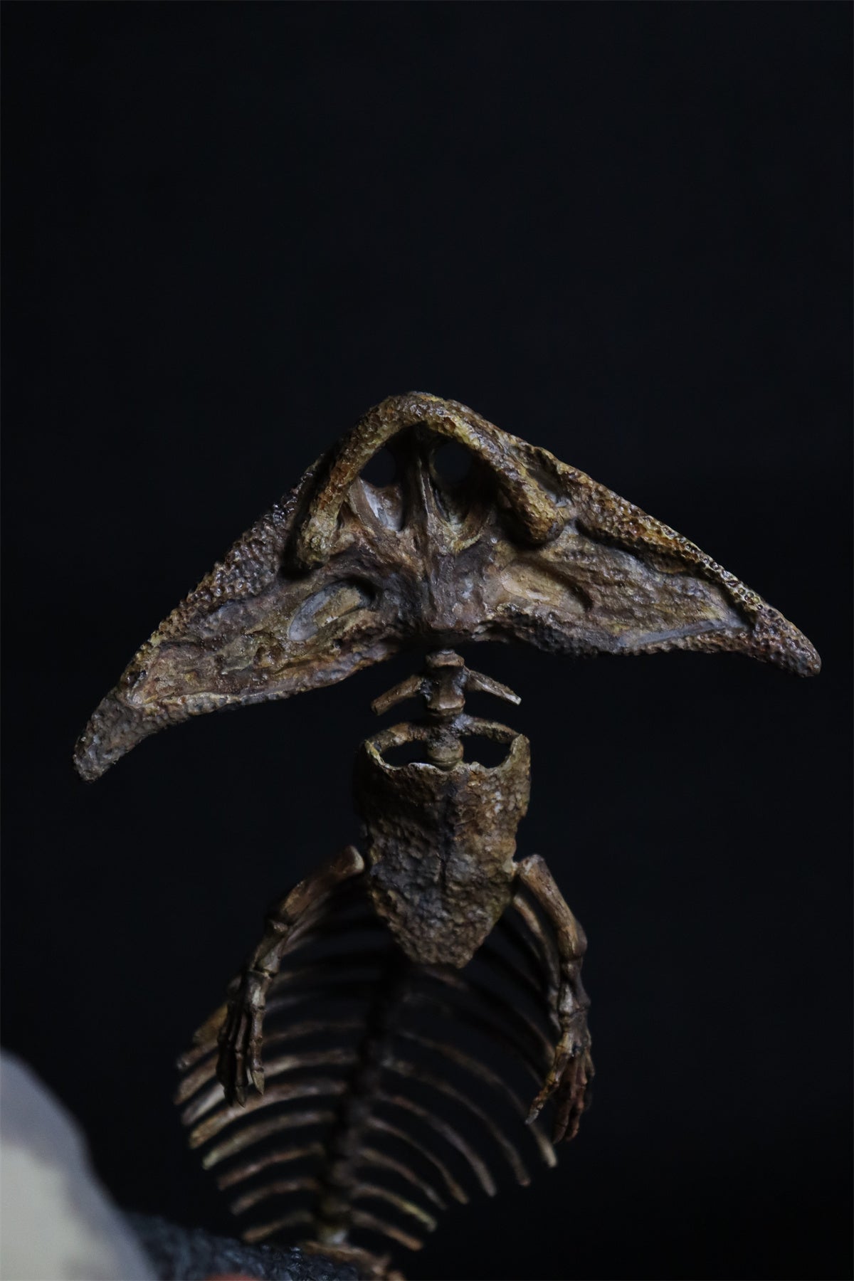 Diplocaulus Fossil Model