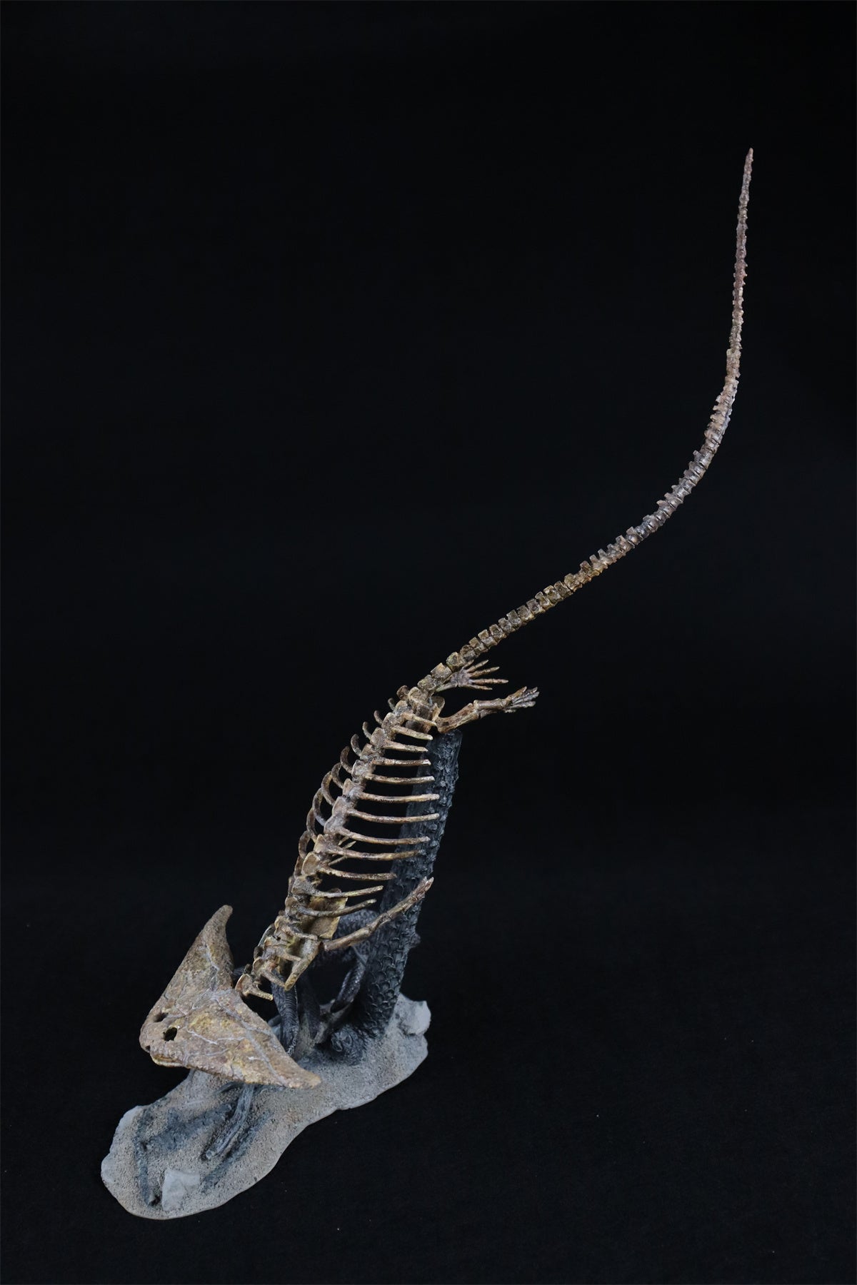 Diplocaulus Fossil Model