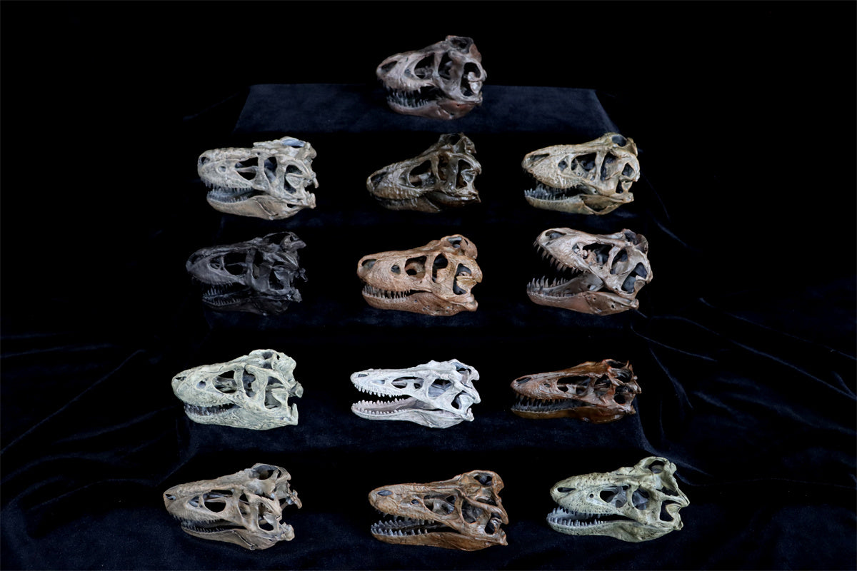 Tyrannosaurus Skull Model