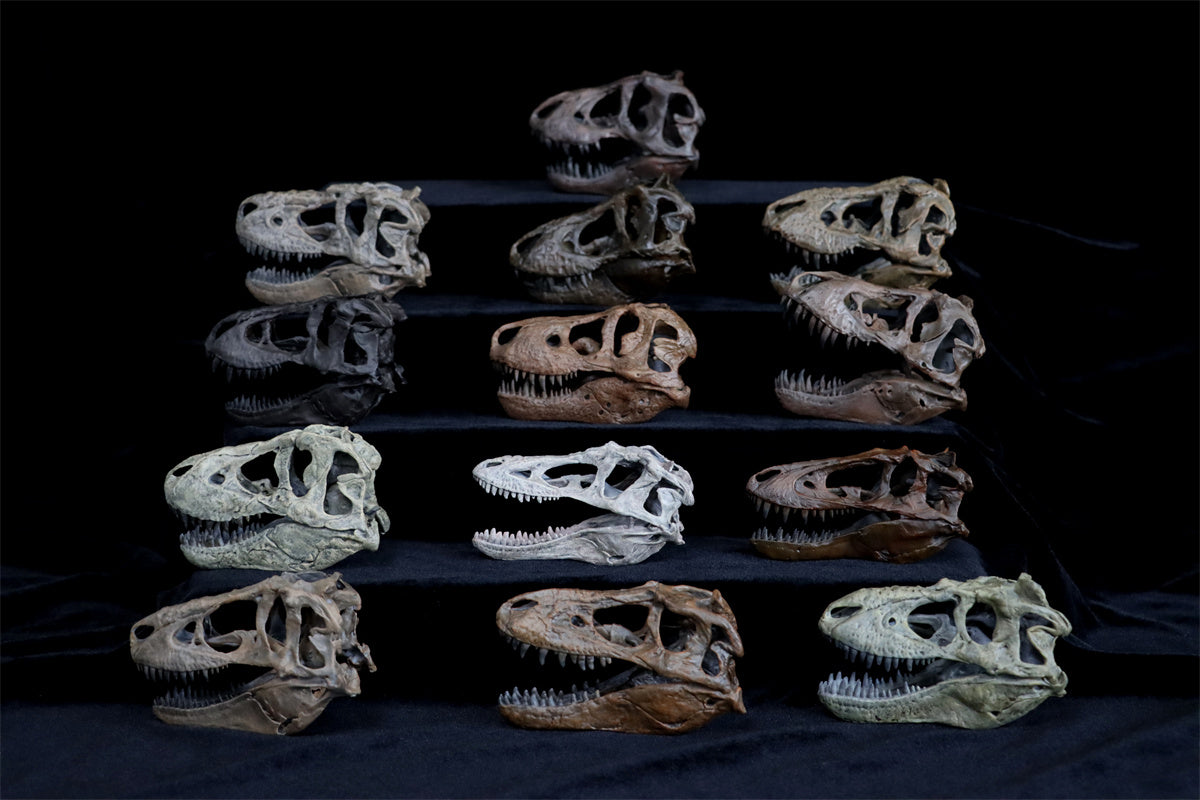 Tyrannosaurus Skull Model