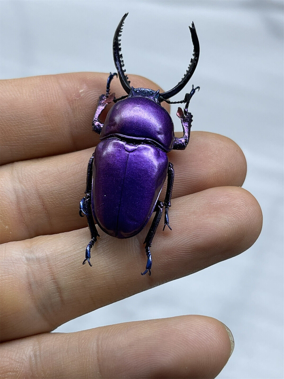 Colorful Insect 02 Blind Box Model
