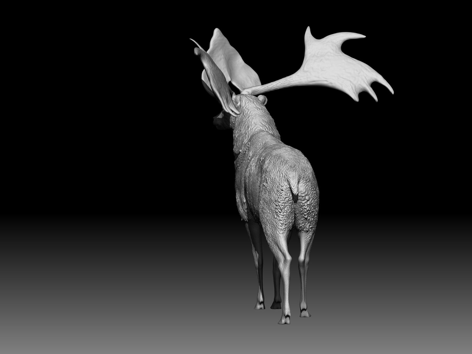 Sinomegaceros pachyosteus Model