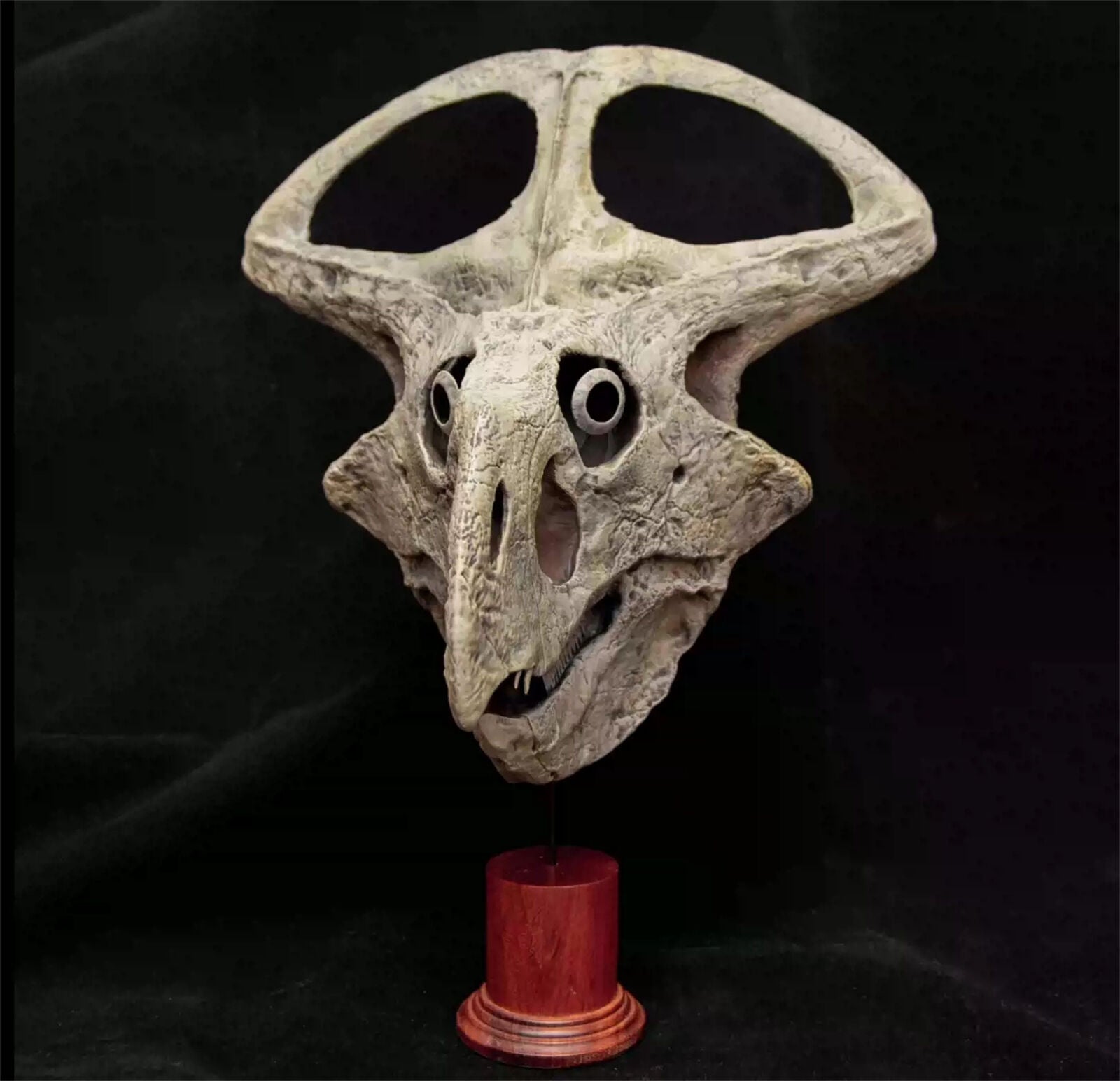 VWUVWU 1/3 Protoceratops Skull Model