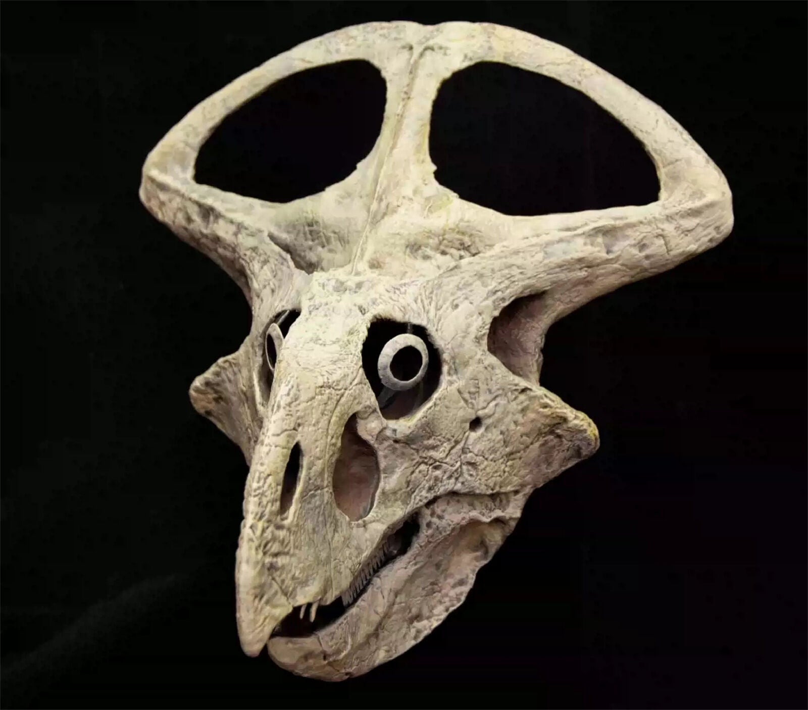VWUVWU 1/3 Protoceratops Skull Model