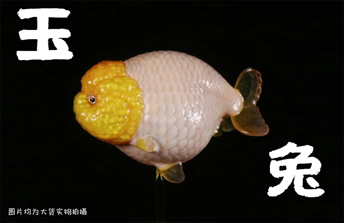 Lanshou Goldfish Model