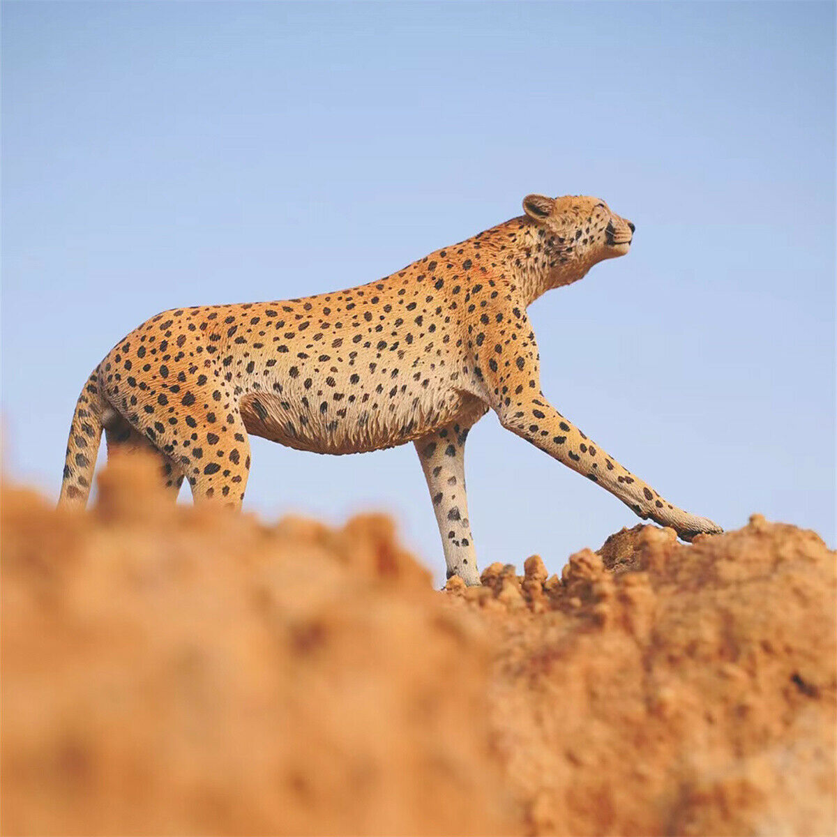 JXK 1/6 Acinonyx jubatus King Cheetha Model