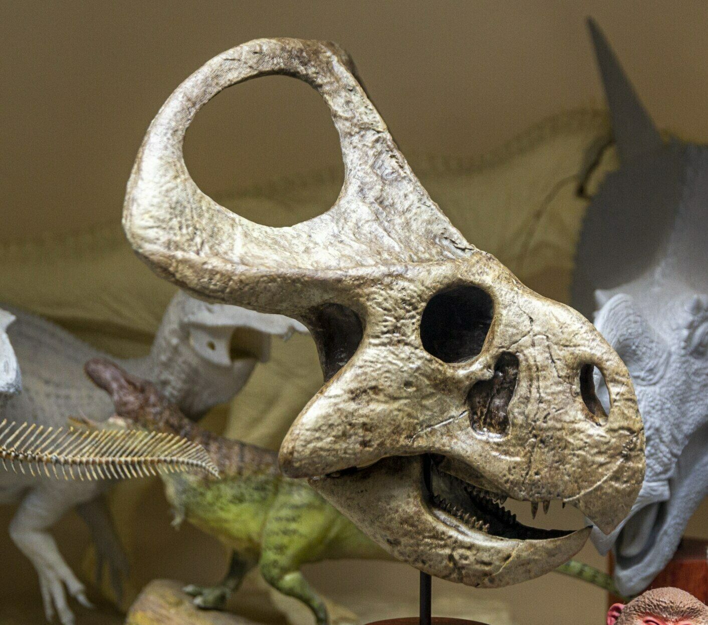 Protoceratops Skull Model