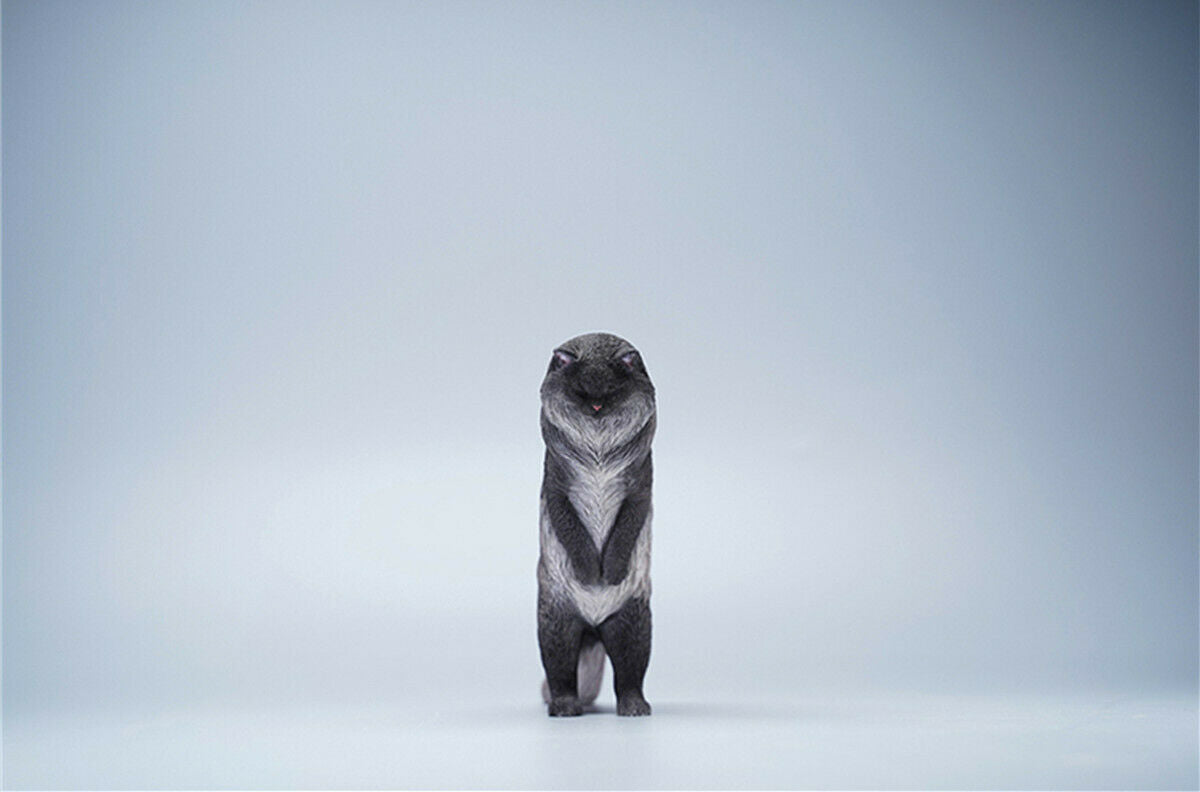 JXK 1/6 Maine Coon Model