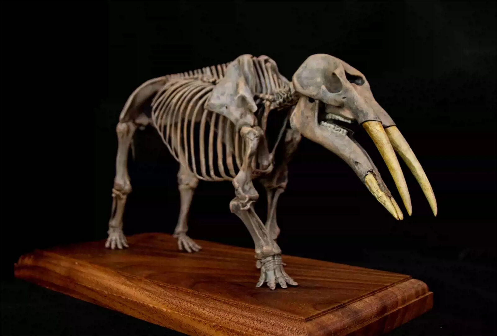 VWUVWU 1/20 Gomphotherium Skeleton Model