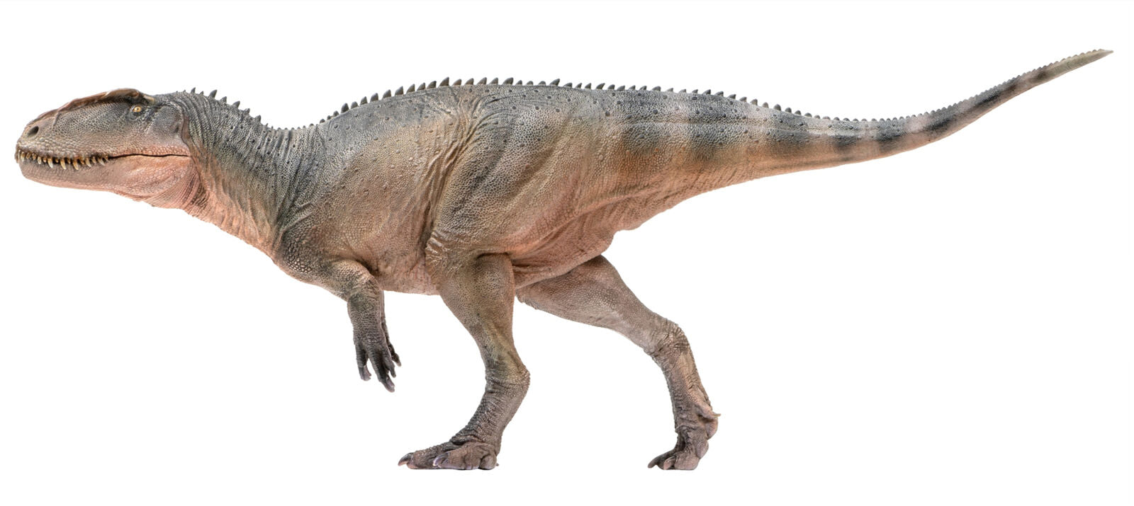 PNSO Sinraptor Xinchuan Figure