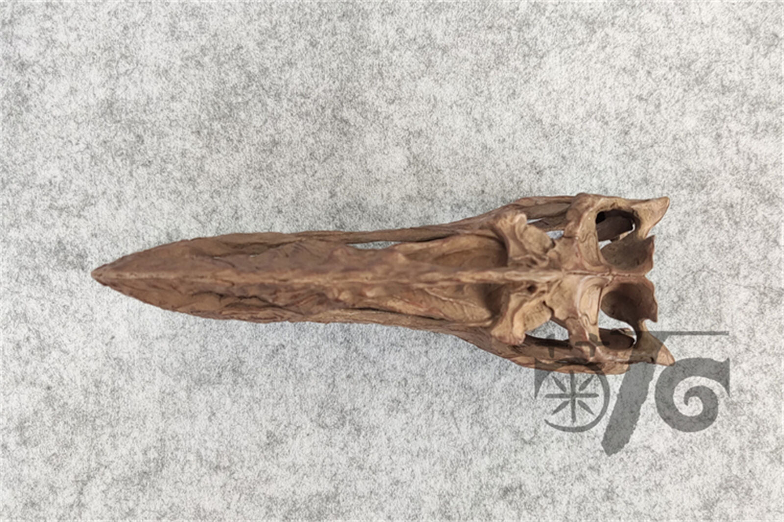 1/3 Monolophosaurus Skull Model