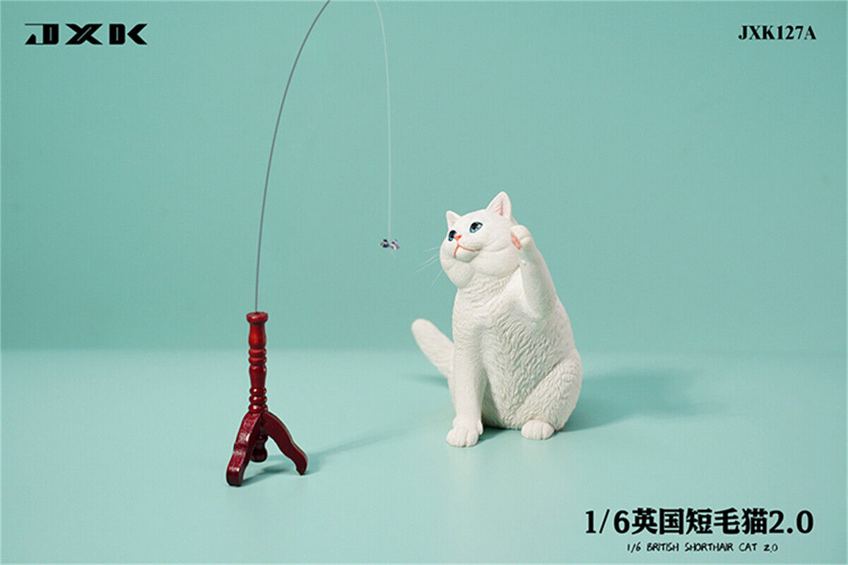 JXK 1/6 British Shorthair 2.0 Model