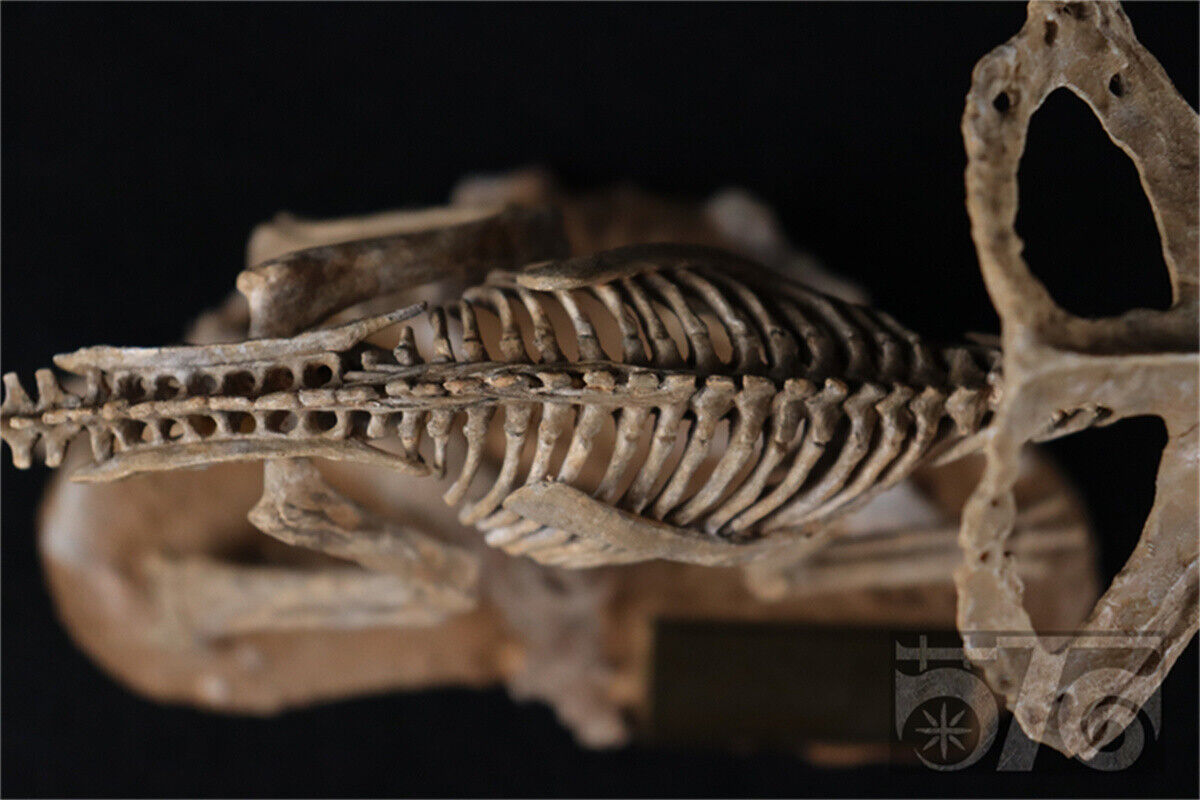 1/10 Protoceratops Skeleton Model