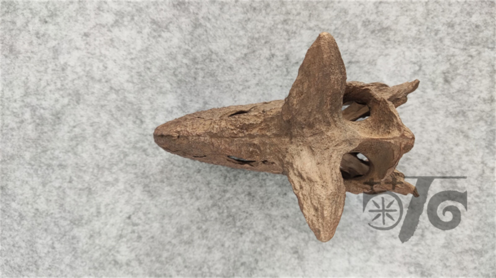 1/4 Carnotaurus Skull Skeleton Model