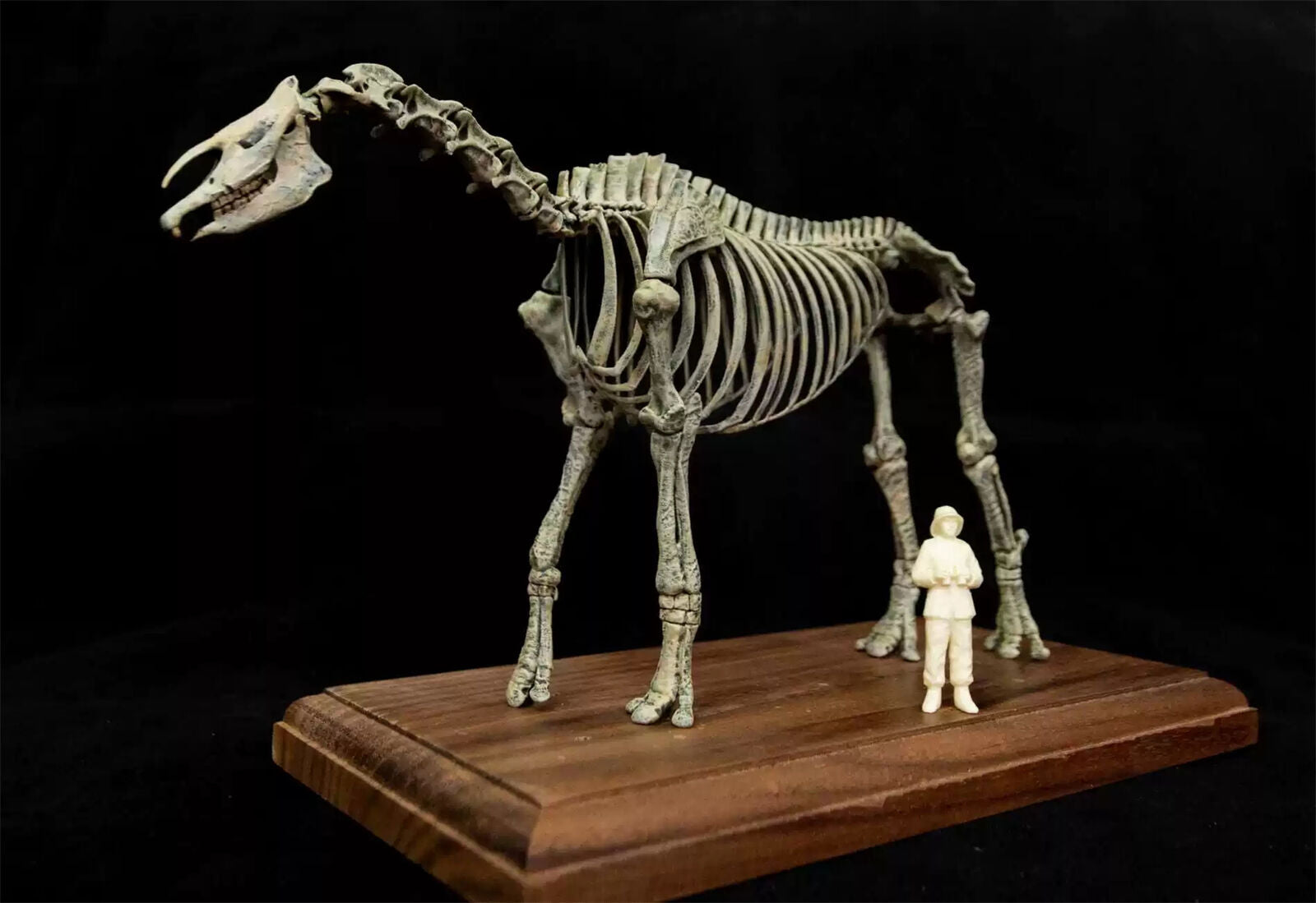 VWUVWU 1/35 Paraceratherium lepidum Skeleton Model