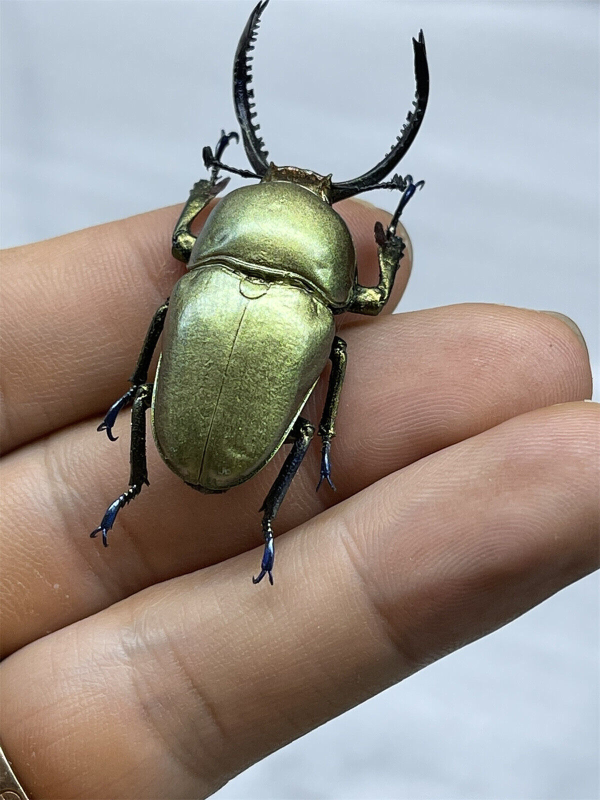 Colorful Insect 02 Blind Box Model