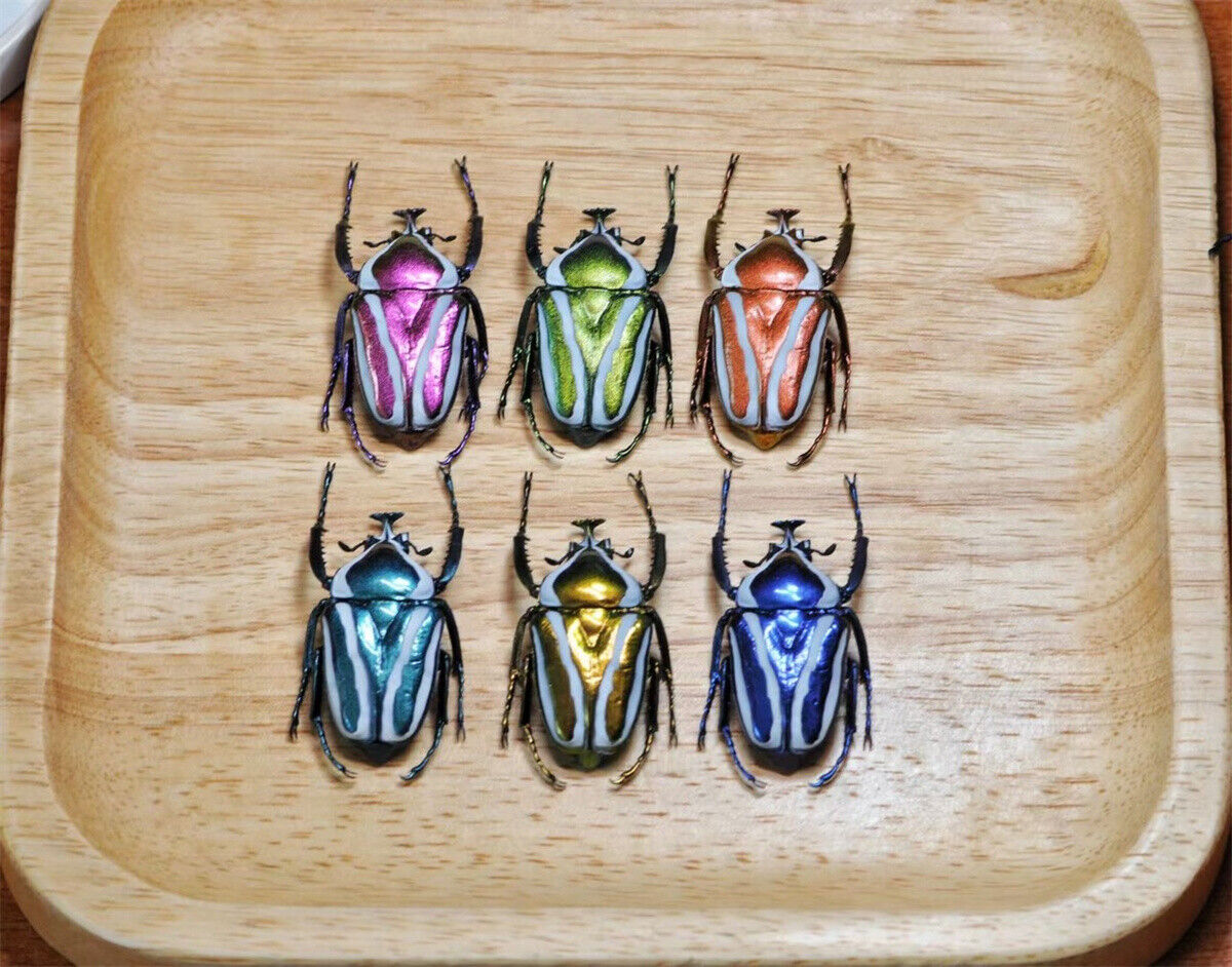Colorful Insect Model