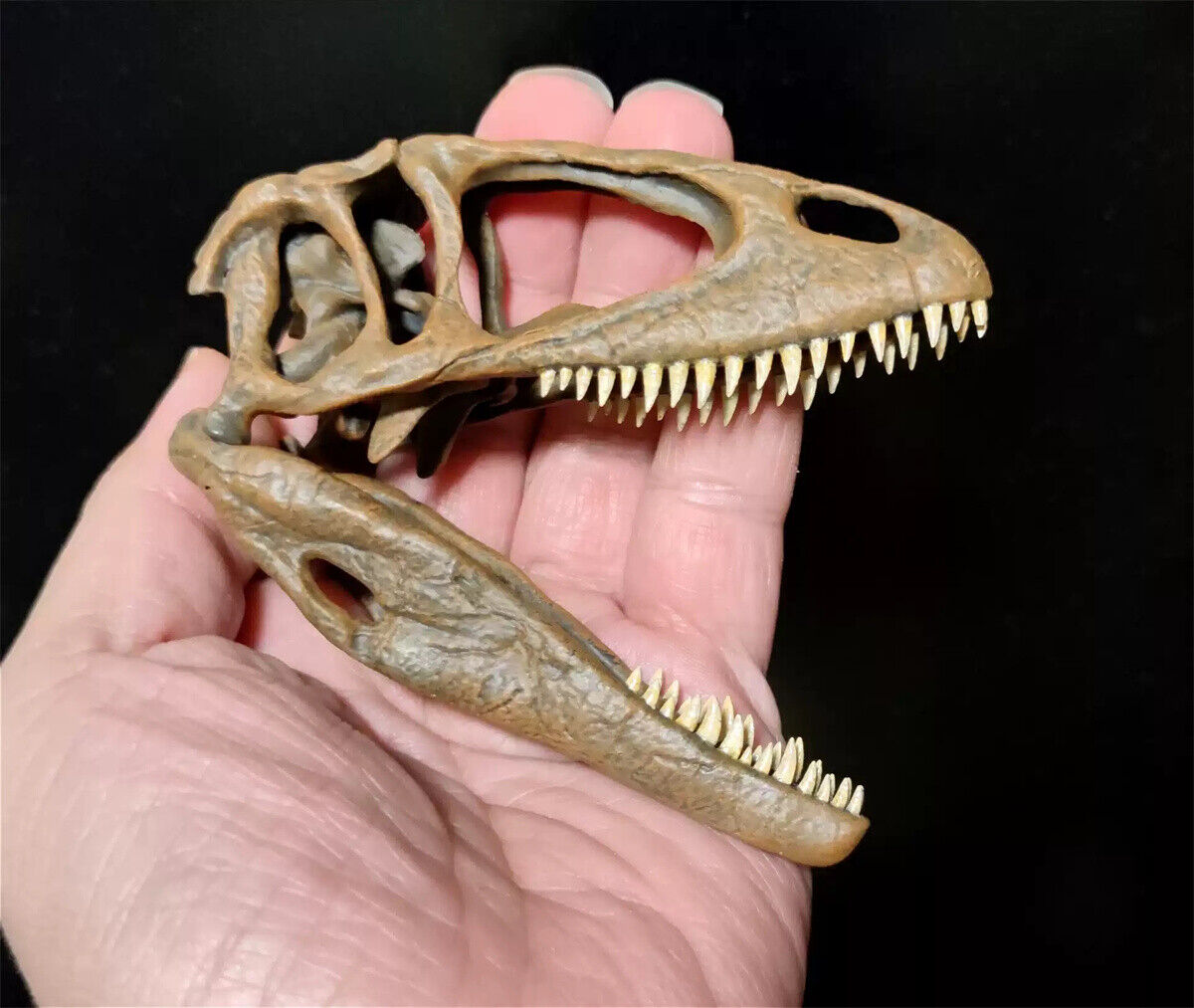Carcharodontosaurus Skull Model
