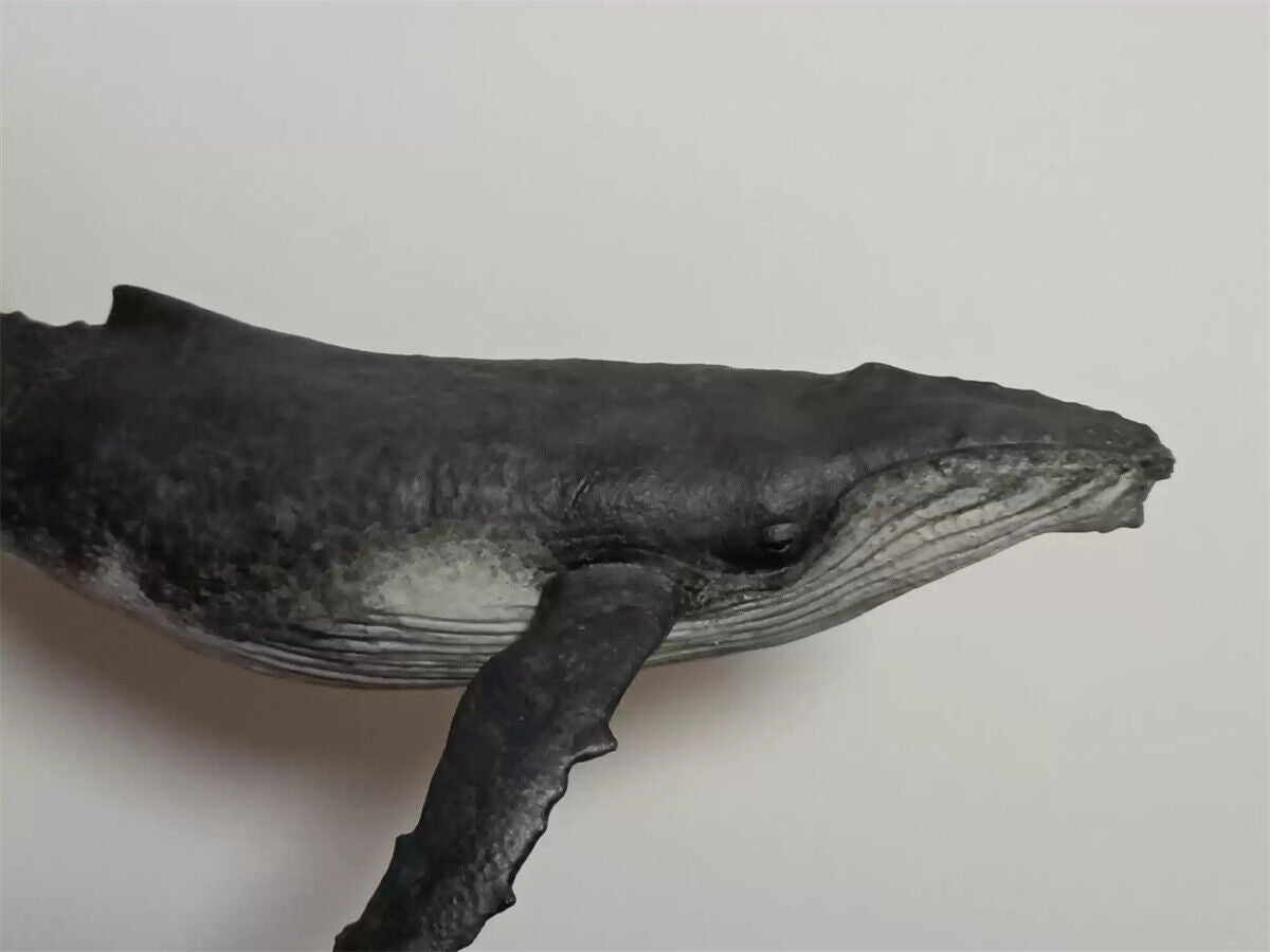 Xifu Studio 1/35 Humpback Whale Model