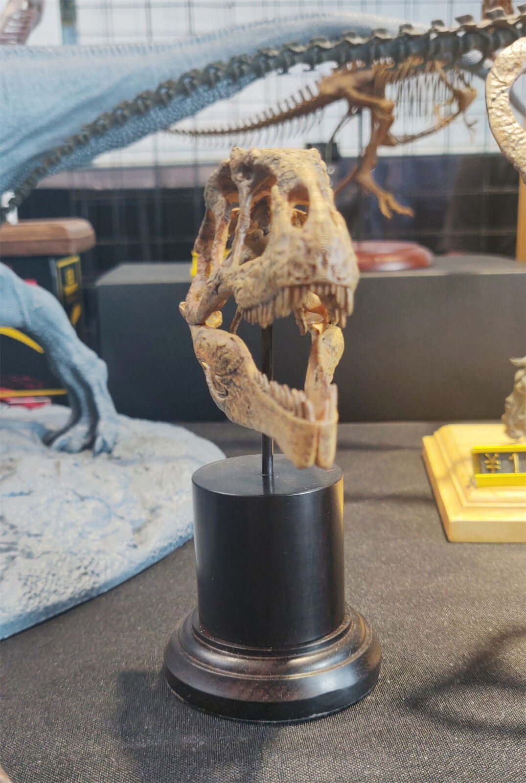 Giganotosaurus Skull Model