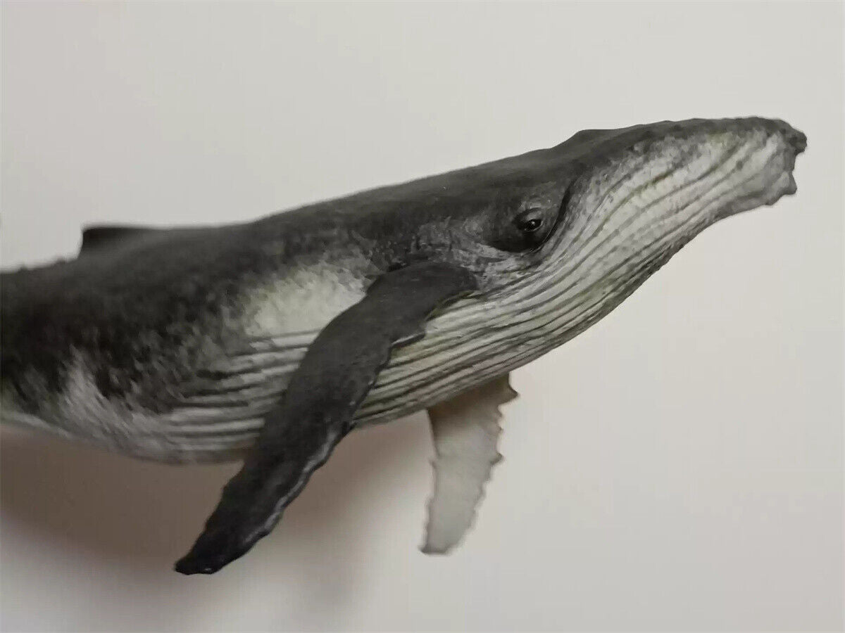 Xifu Studio 1/35 Humpback Whale Model