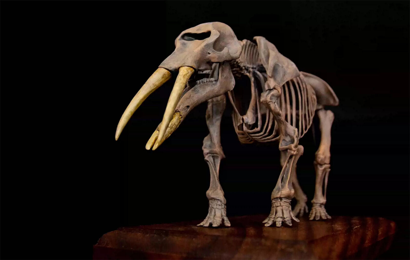 VWUVWU 1/20 Gomphotherium Skeleton Model