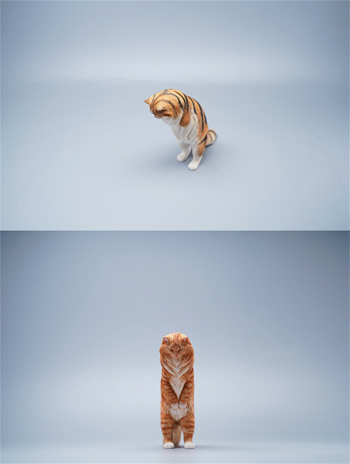 JXK 1/6 Maine Coon Model