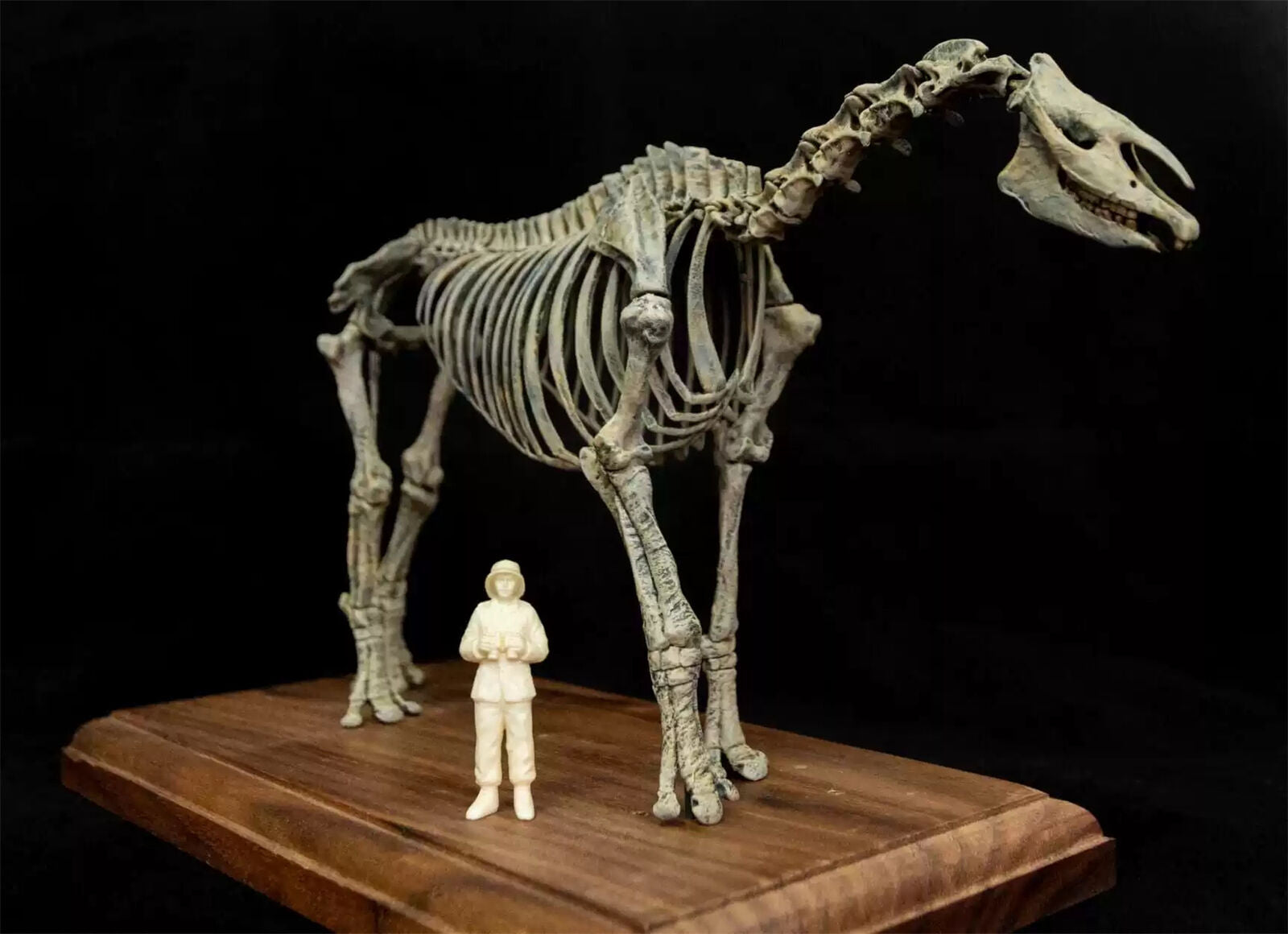 VWUVWU 1/35 Paraceratherium lepidum Skeleton Model