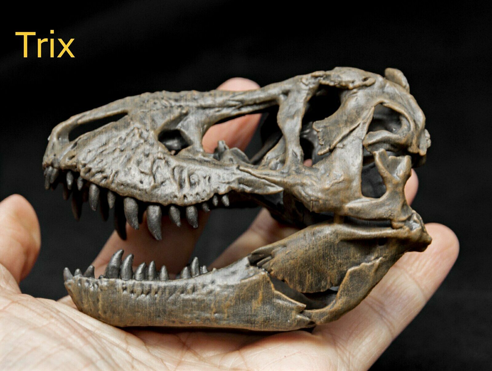 Tyrannosaurus Skull Model