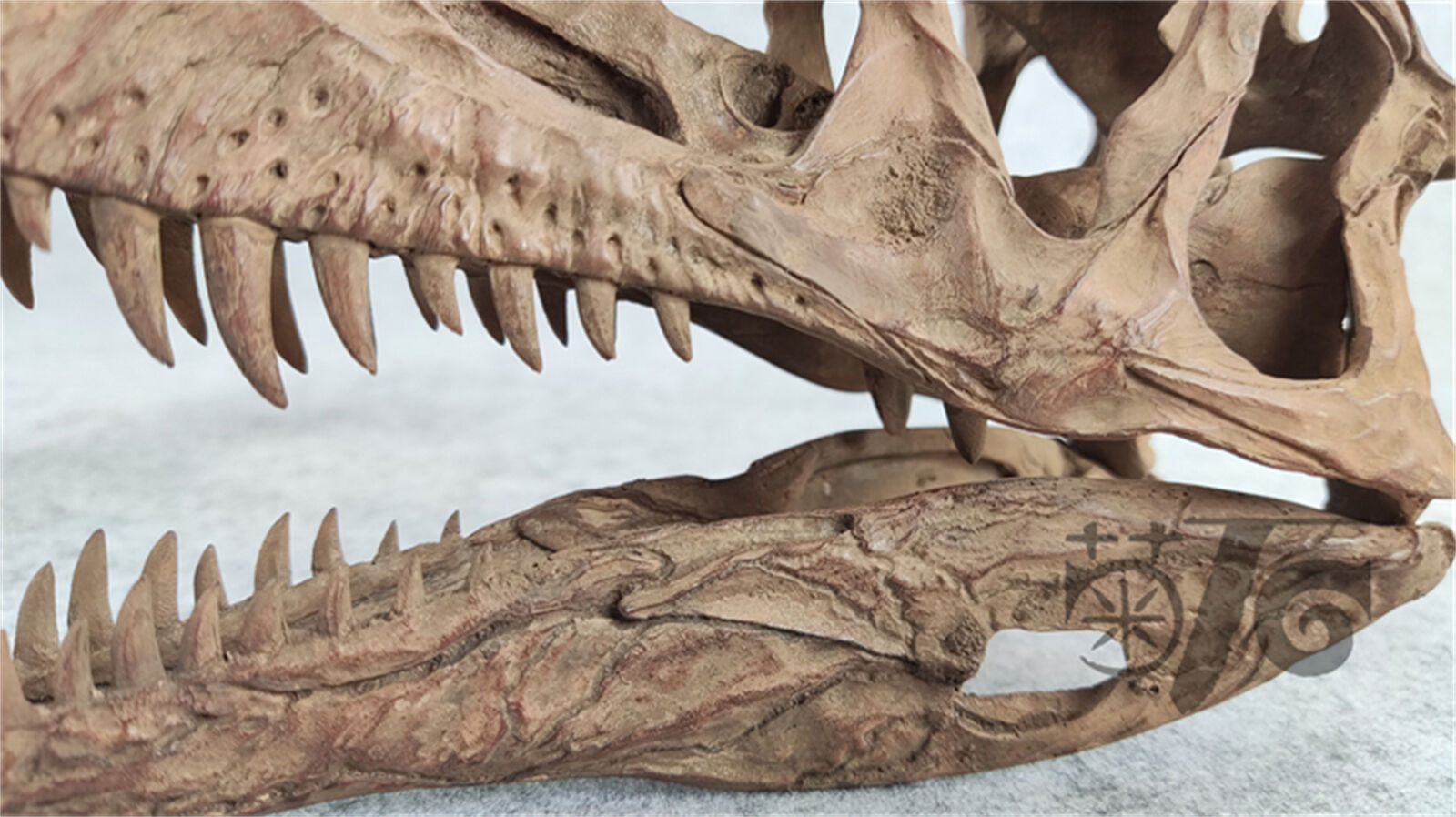 1/3 Monolophosaurus Skull Model