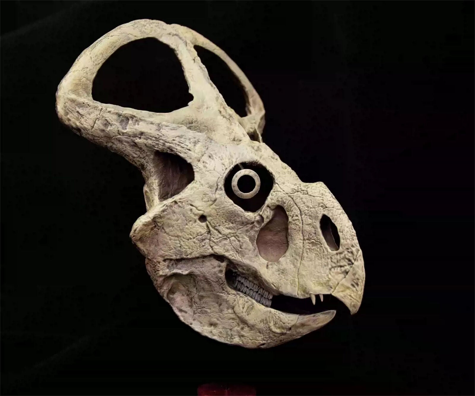 VWUVWU 1/3 Protoceratops Skull Model