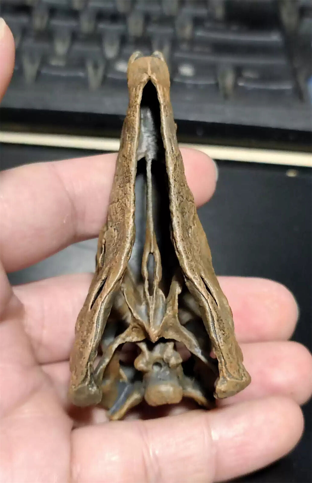 1/10 Stegosaurus Skull Model