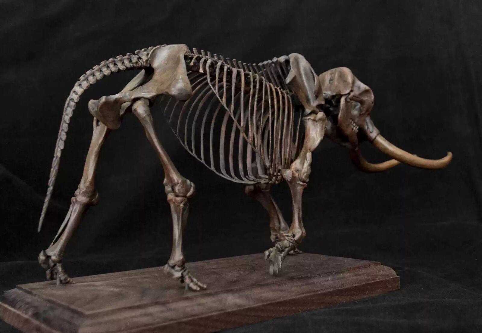 VWUVWU 1/18 Mammut Americanum Skeleton Model