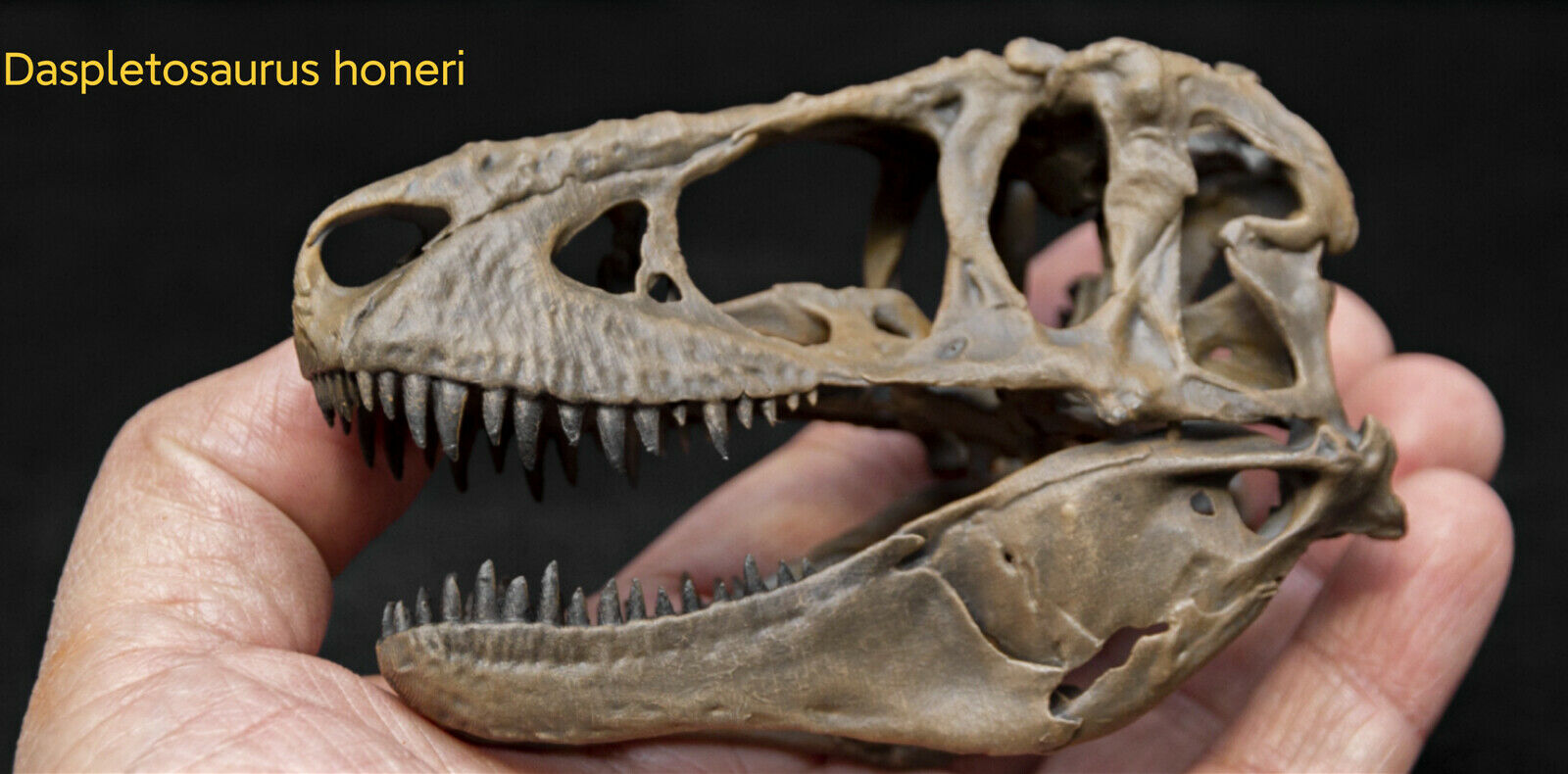 Tyrannosaurus Skull Model