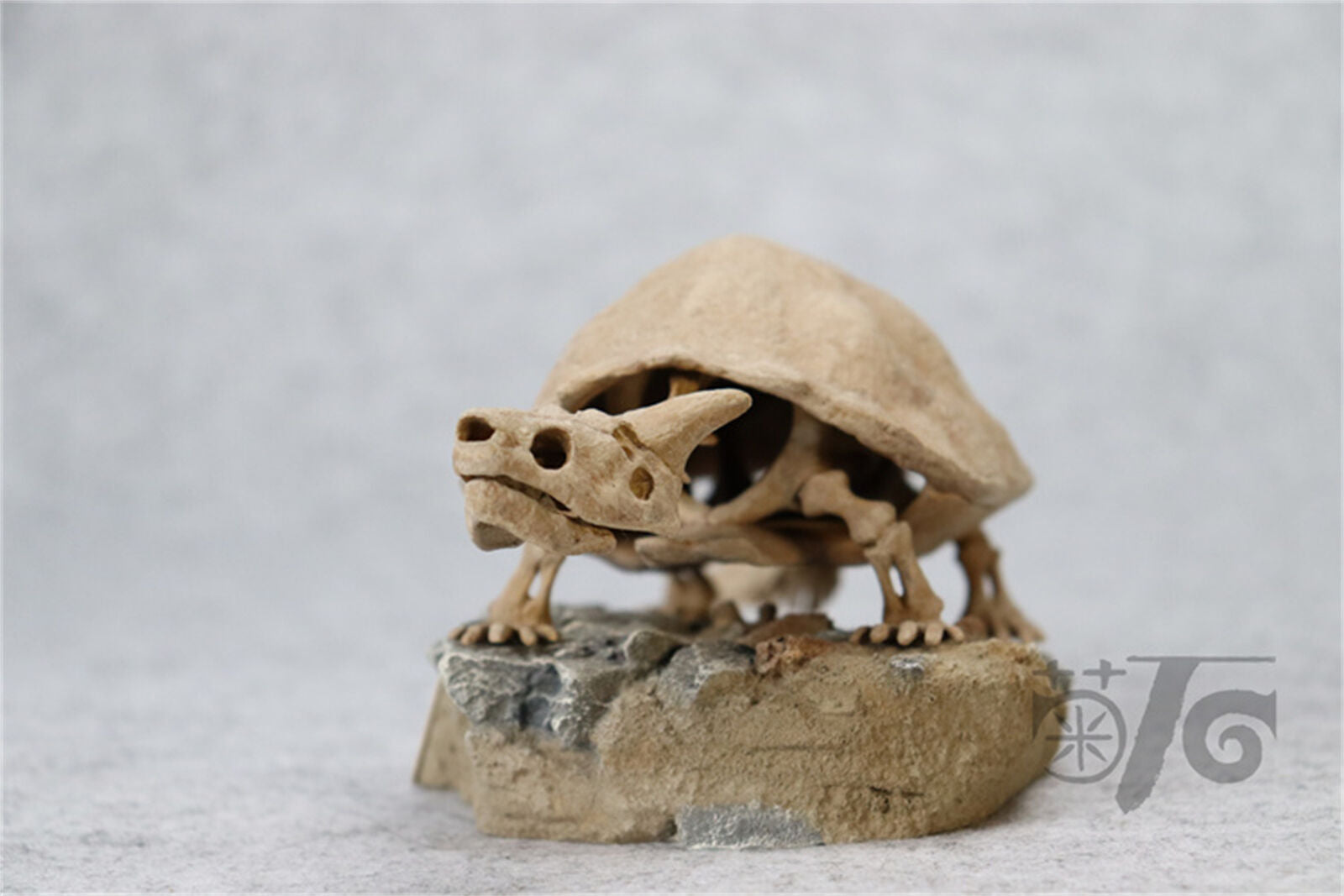 1/10 Meiolania Skeleton Model