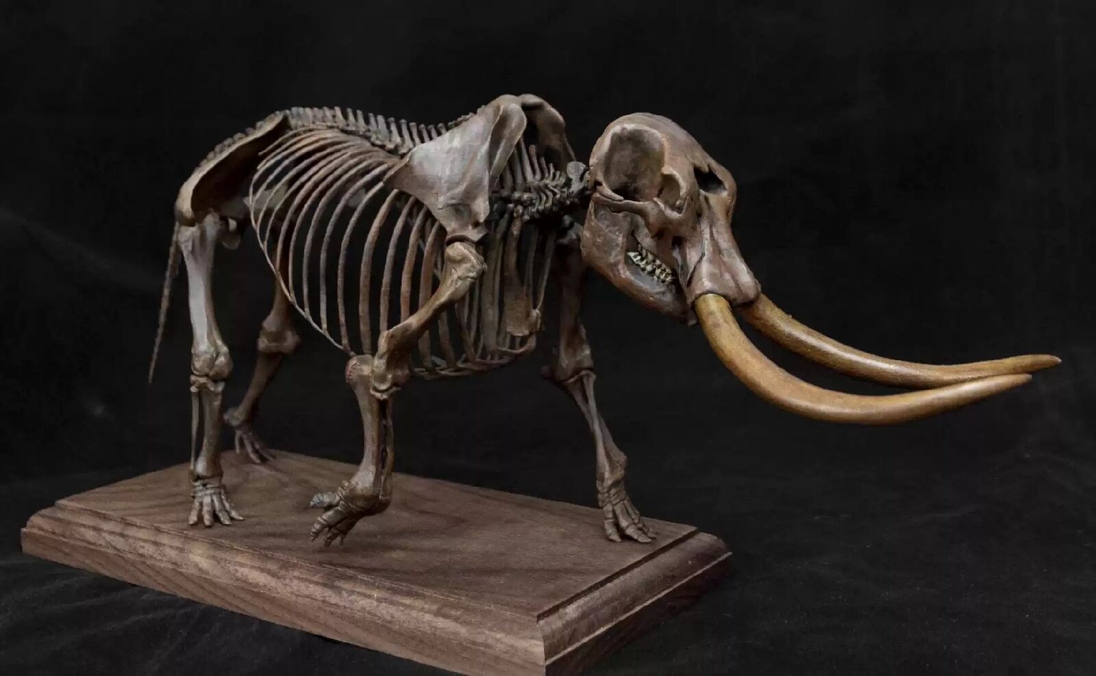 VWUVWU 1/18 Mammut Americanum Skeleton Model