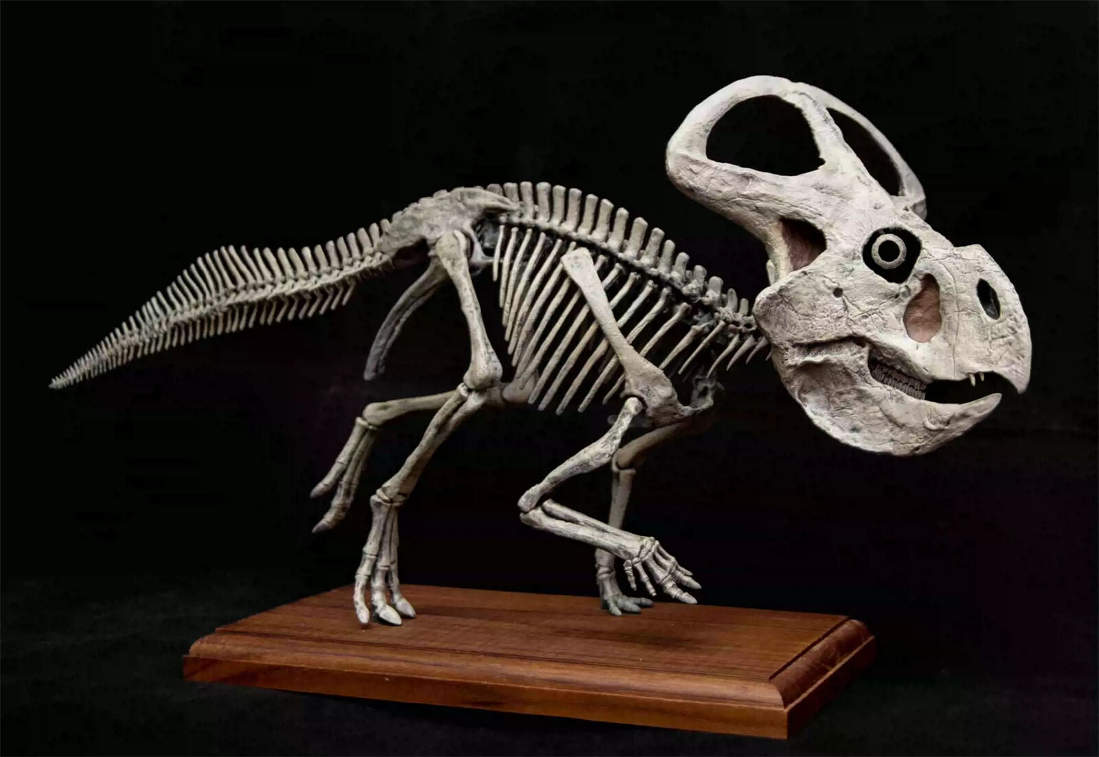 VWUVWU 1/4 Protoceratops Skeleton Model