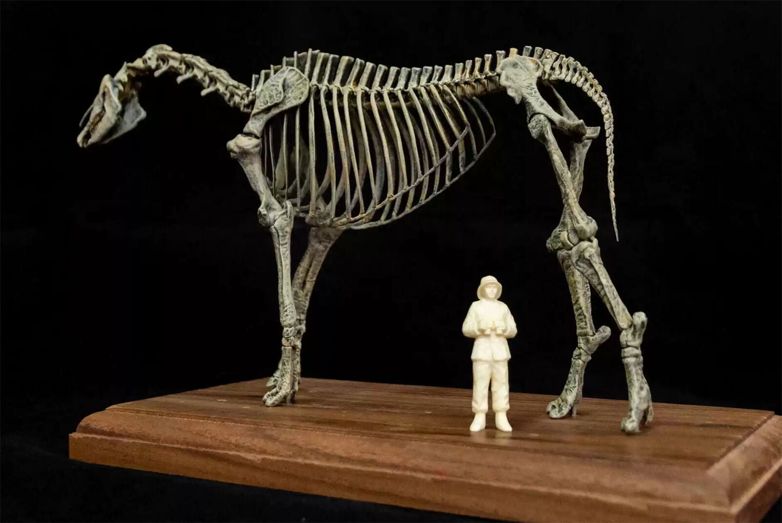 VWUVWU 1/35 Paraceratherium lepidum Skeleton Model