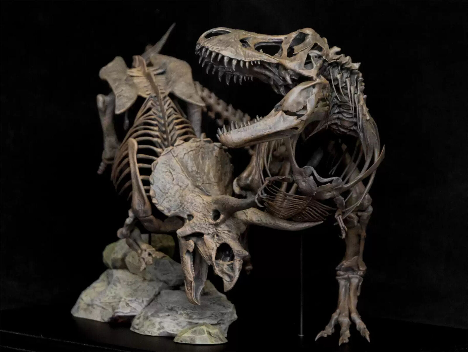 VWUVWU 1/20 Tyrannosaurus VS Triceratops Skeleton Model